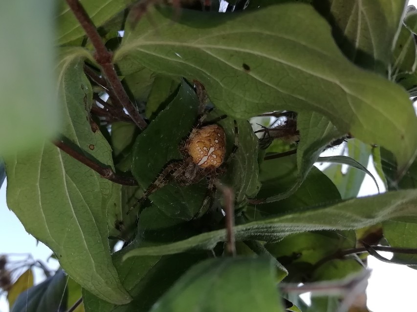 Araneus diadematus - koronás keresztespók