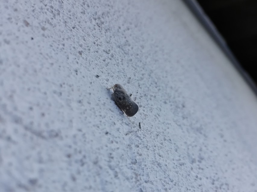 Metcalfa pruinosa - amerikai lepkekabóca
