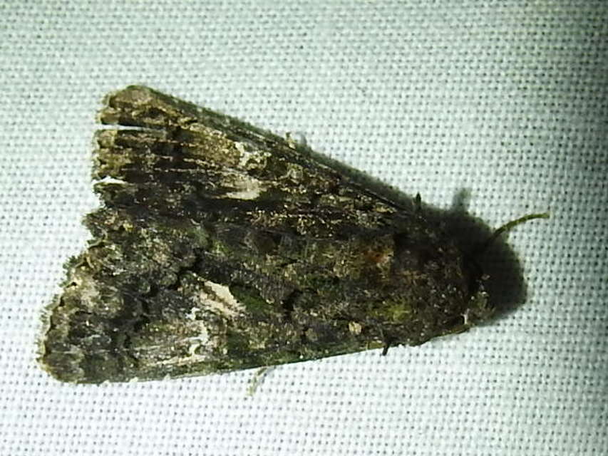 Anophia leucomelas - déli folyófűbagoly