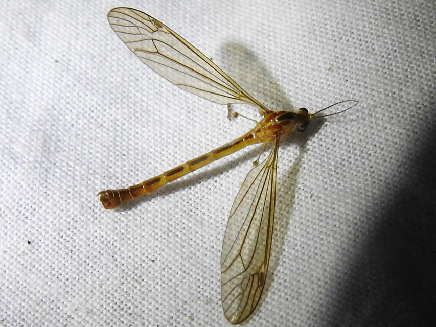 Nephrotoma