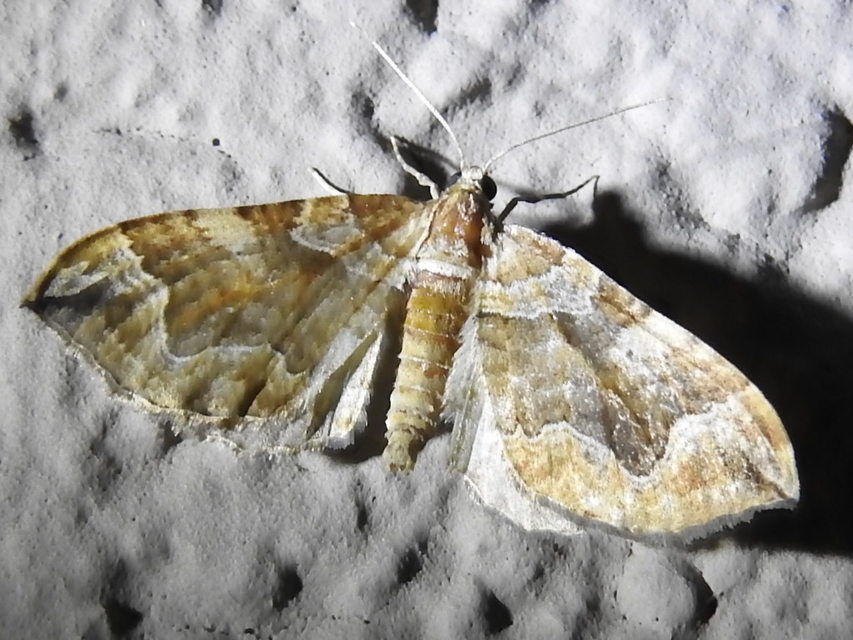 Pelurga comitata - nagy tarkaaraszoló