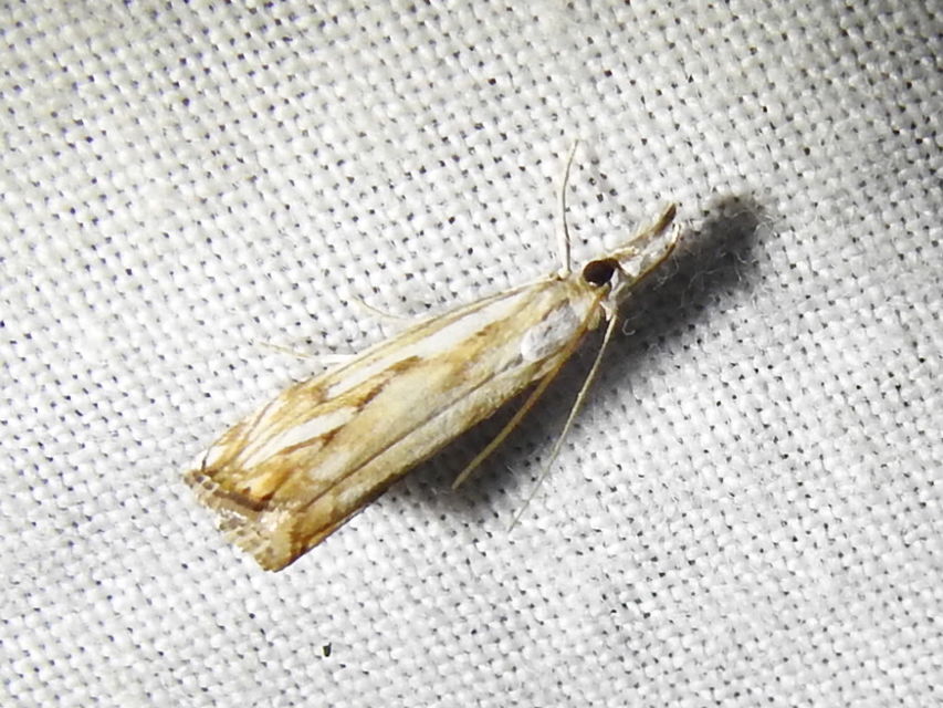 Catoptria falsella - hálós fűgyökérmoly