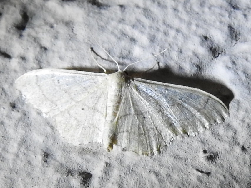 Idaea deversaria - egyszínű sávosaraszoló