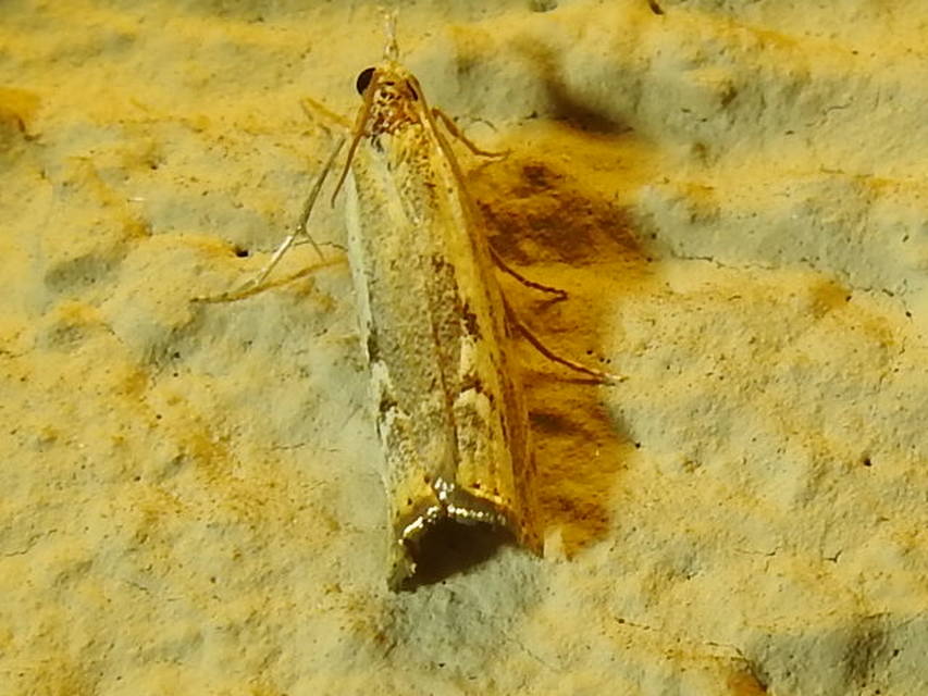 Agriphila tolli - síksági fűgyökérmoly
