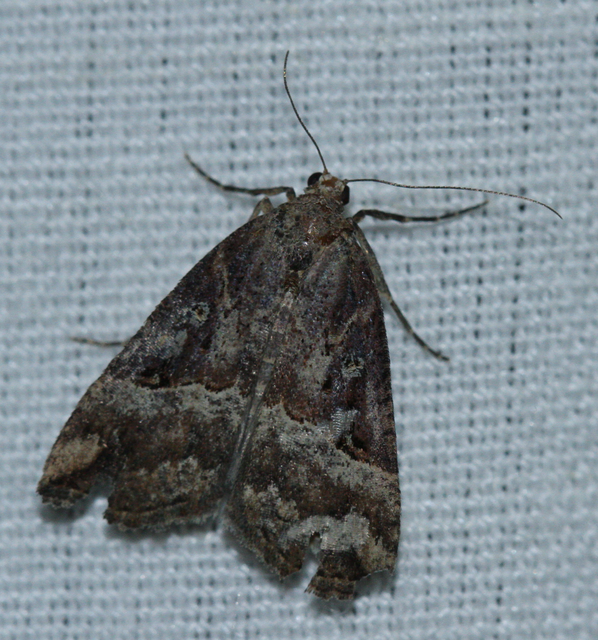 Hypena rostralis - közönséges karcsúbagoly