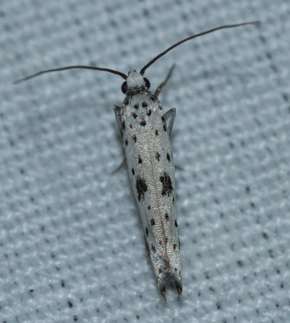 Yponomeuta plumbella - pókhálós bengemoly