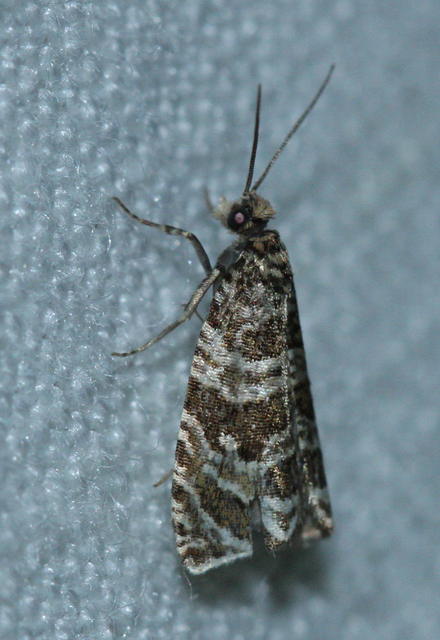 Celypha rivulana - dudvasodró tükrösmoly