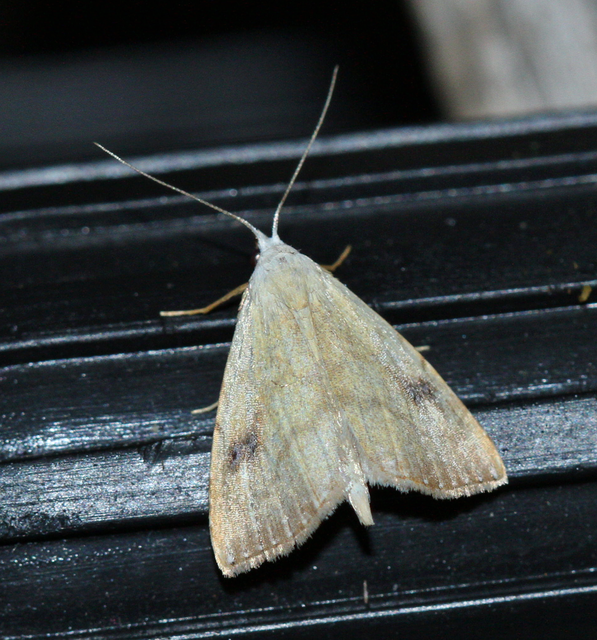 Rivula sericealis - selymes lórombagoly