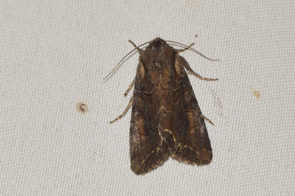 Lacanobia amurensis - homoki kertibagoly