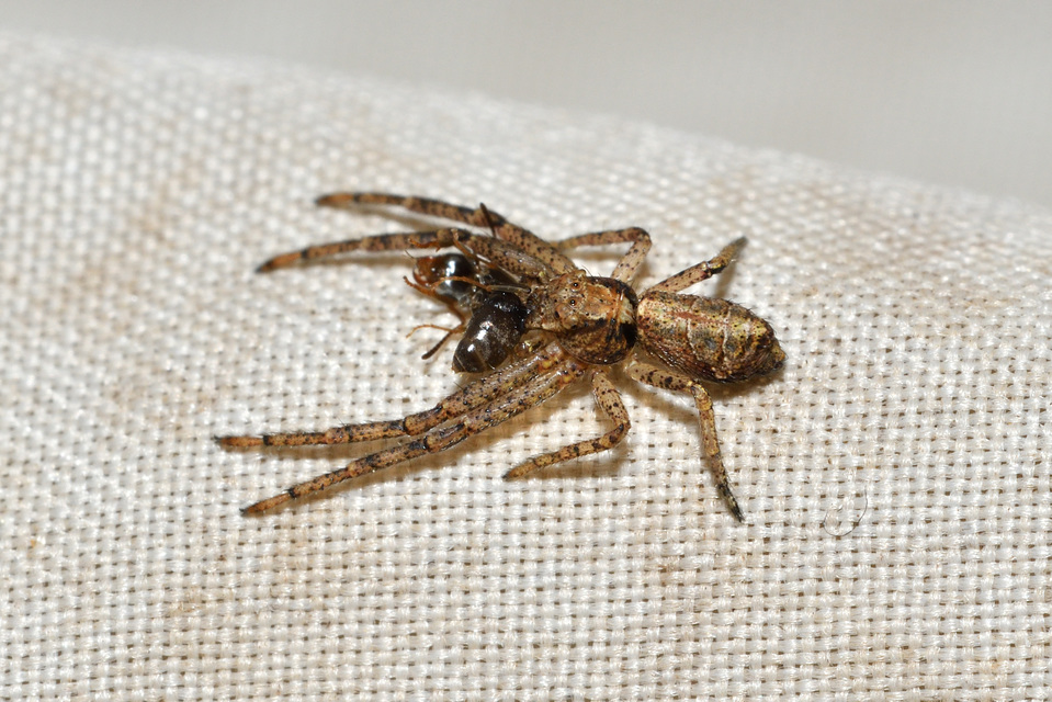 Tmarus