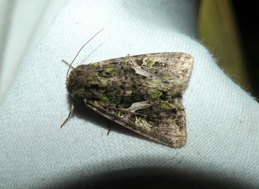 Trachea atriplicis - nyári zöldbagoly