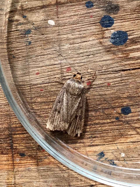 Amphipyra tragopoginis - bakszakállbagoly