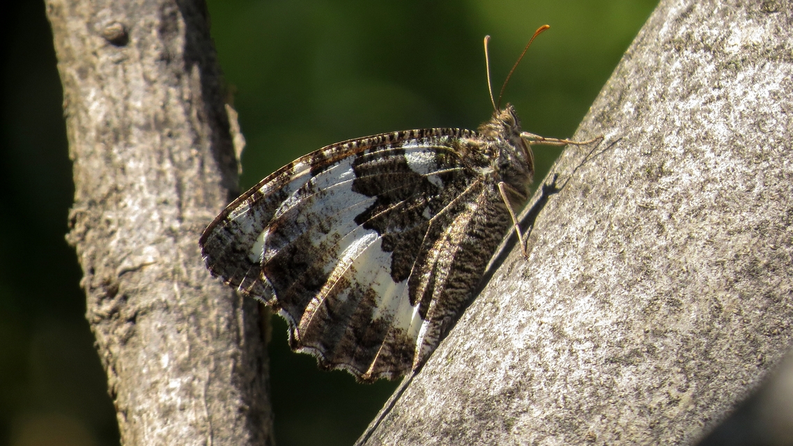 Brintesia circe - fehéröves szemeslepke