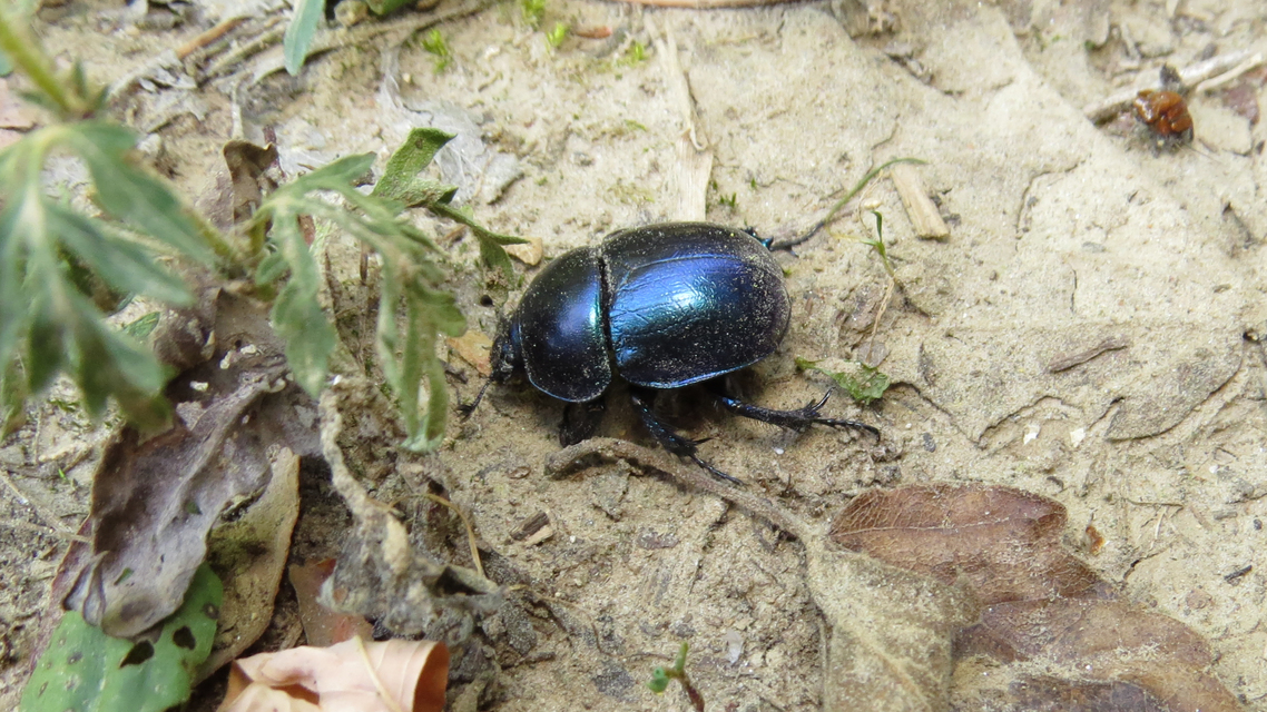 Trypocopris vernalis - tavaszi álganéjtúró