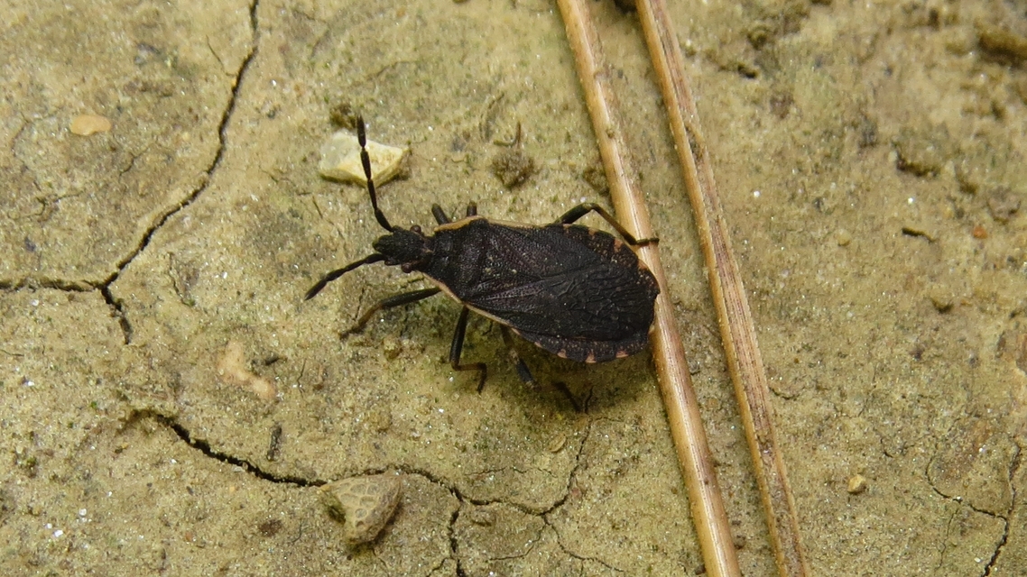 Nemocoris fallenii