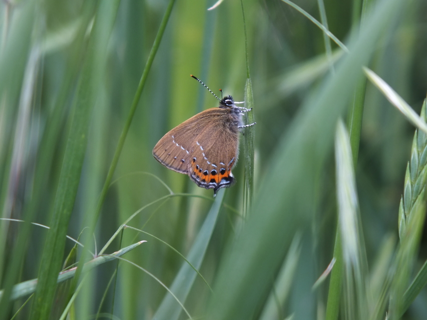 Satyrium pruni - szilvafa-csücsköslepke