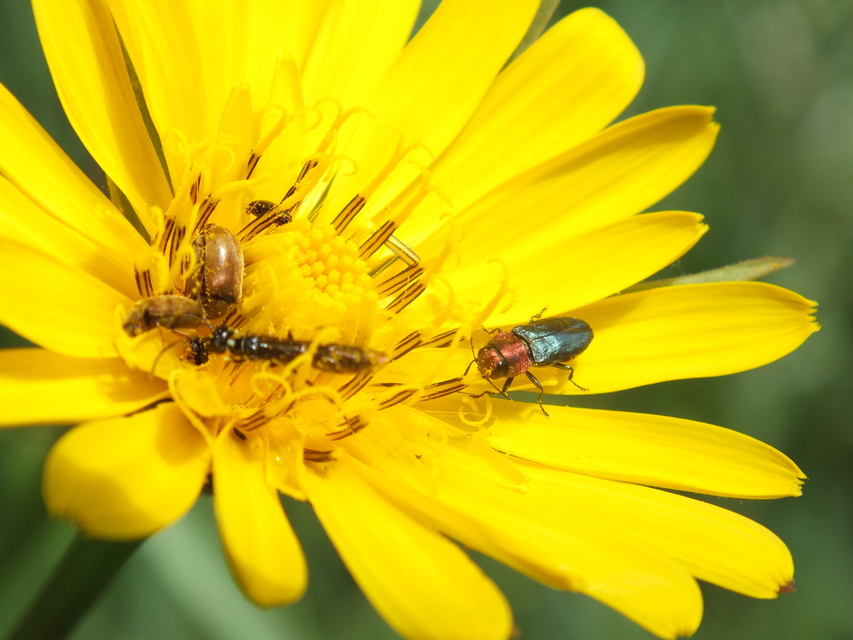 Anthaxia nitidula - ragyogó virágdíszbogár