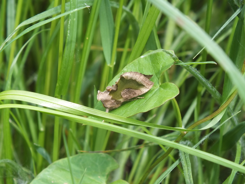 Diachrysia stenochrysis - rejtőző aranybagoly
