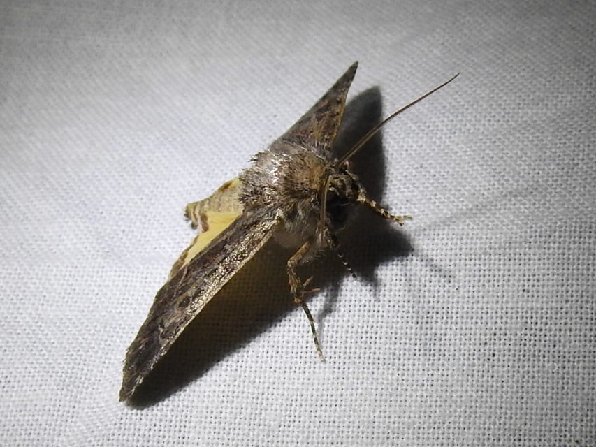 Thalpophila matura - fakó erdeibagoly