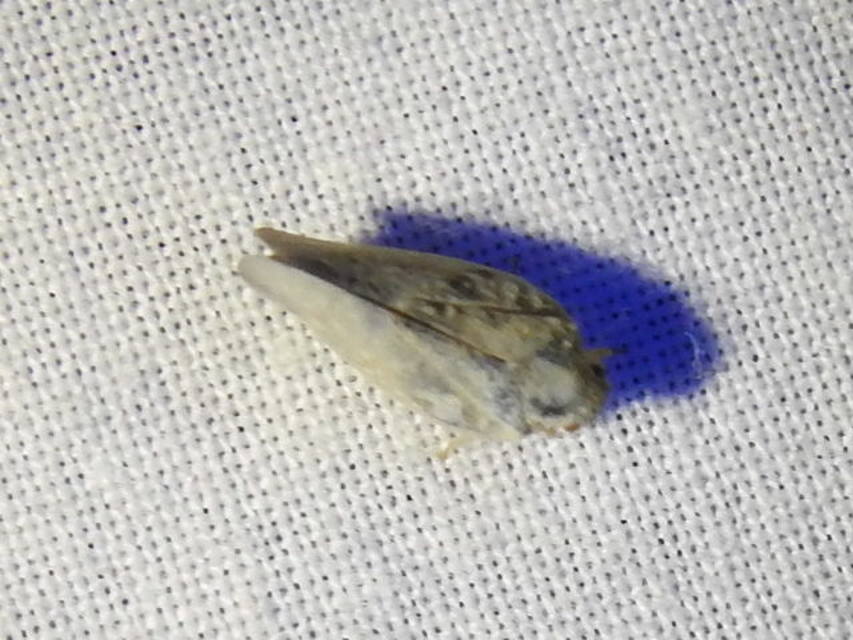 Metcalfa pruinosa - amerikai lepkekabóca