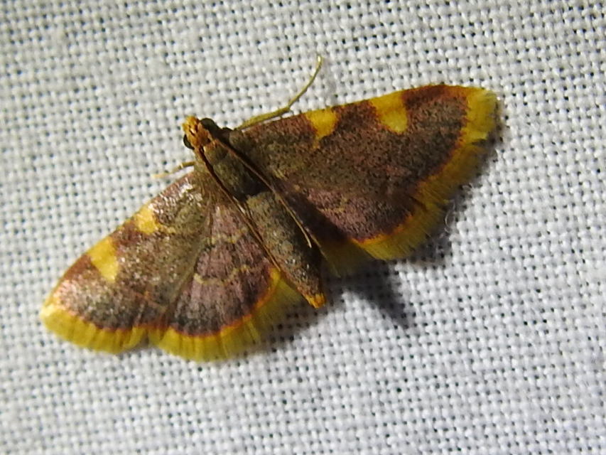 Hypsopygia costalis - szénailonca