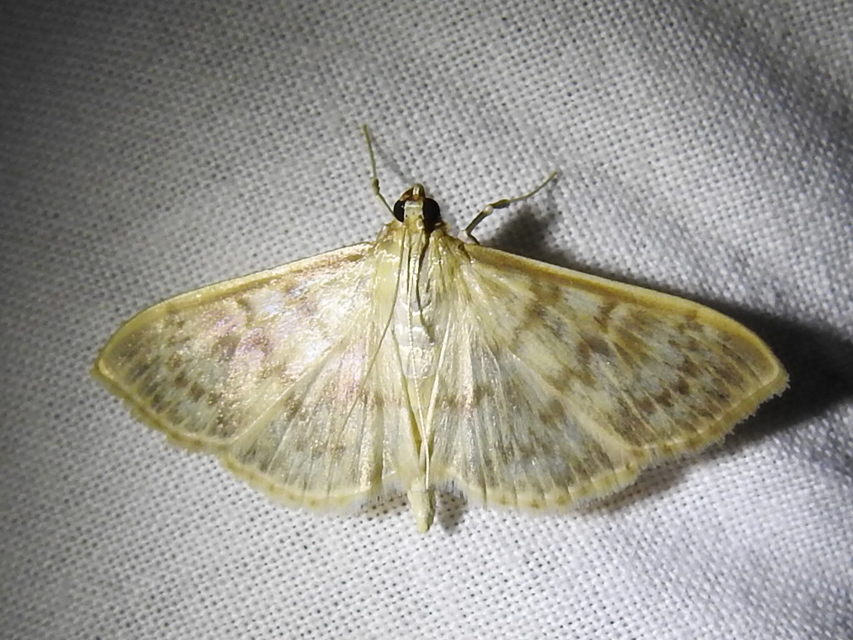 Patania ruralis - csalánevő tűzmoly
