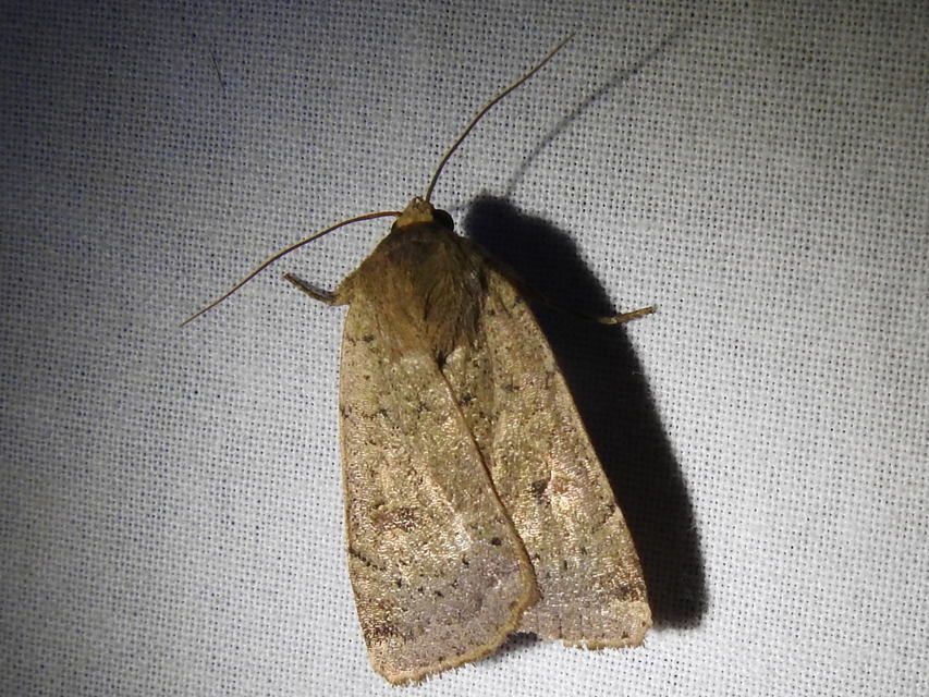Noctua comes - kis sárgafűbagoly