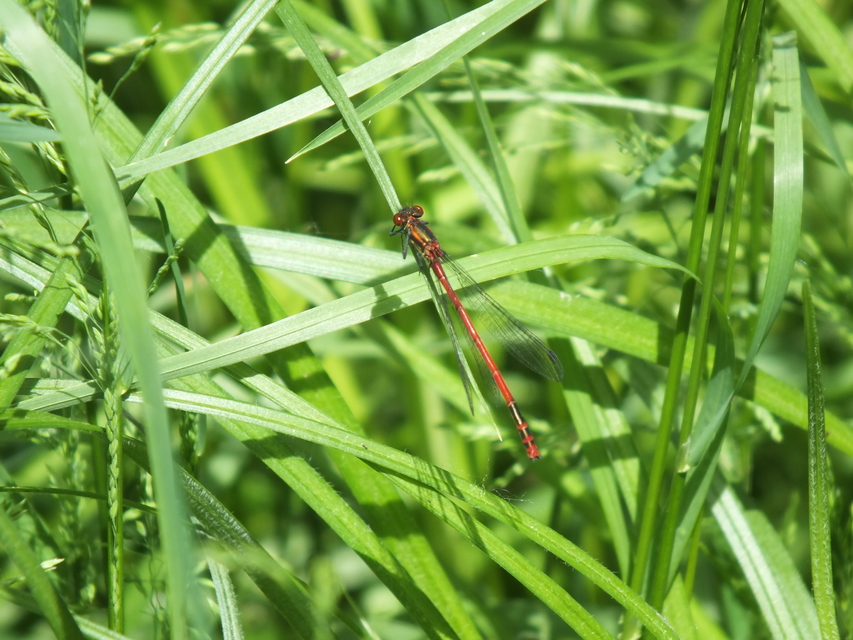 Pyrrhosoma nymphula interposita - vörös légivadász