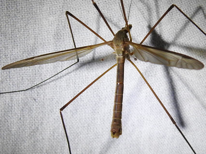 Tipula