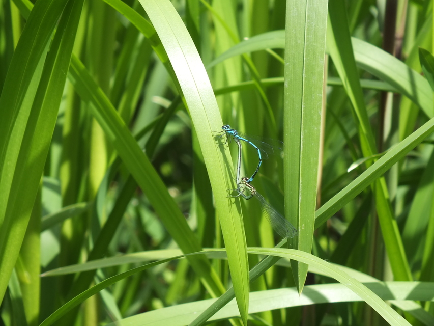Coenagrion puella - azúrkék légivadász