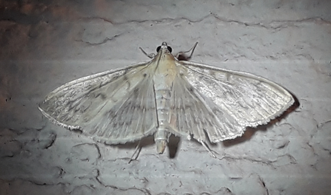 Patania ruralis - csalánevő tűzmoly