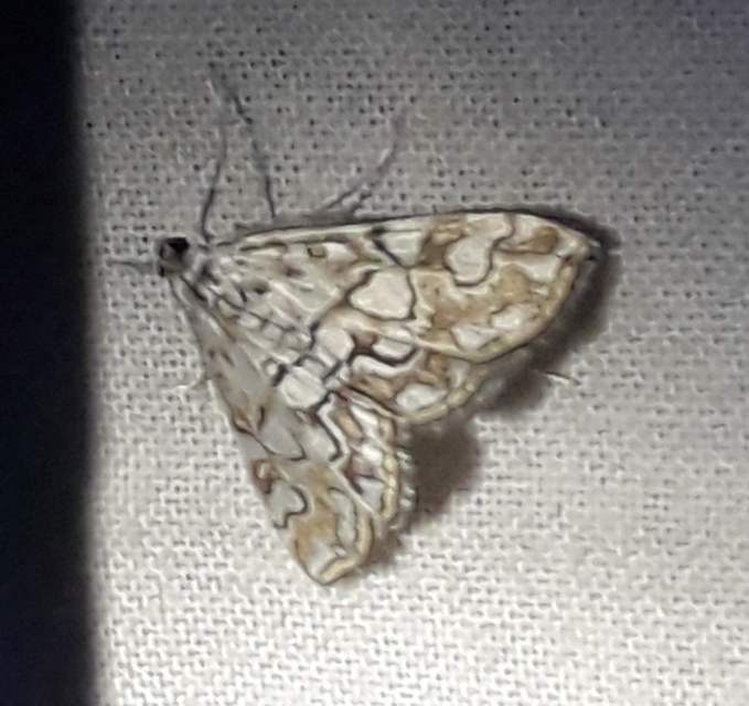 Elophila nymphaeata - tarka vízimoly