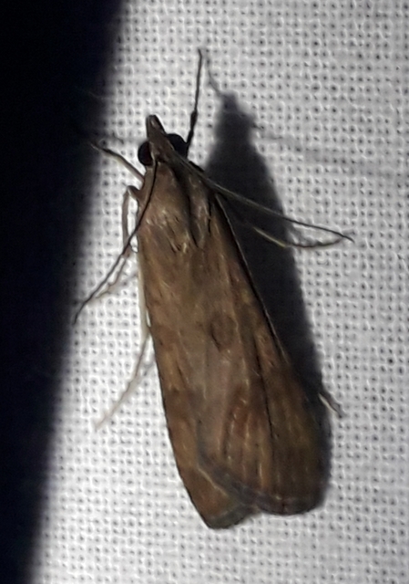 Nomophila noctuella - közönséges vándormoly