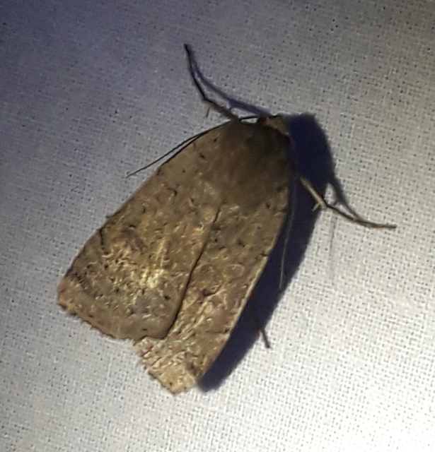 Noctua comes - kis sárgafűbagoly