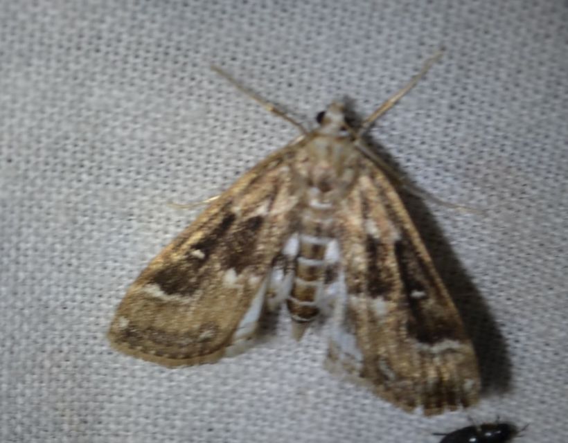 Parapoynx stratiotata - közönséges vízimoly