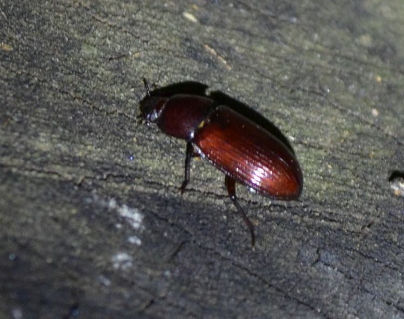 Uloma