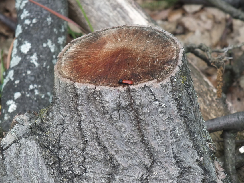 Bostrichus capucinus - piros csuklyásszú