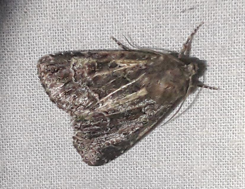 Thalpophila matura - fakó erdeibagoly