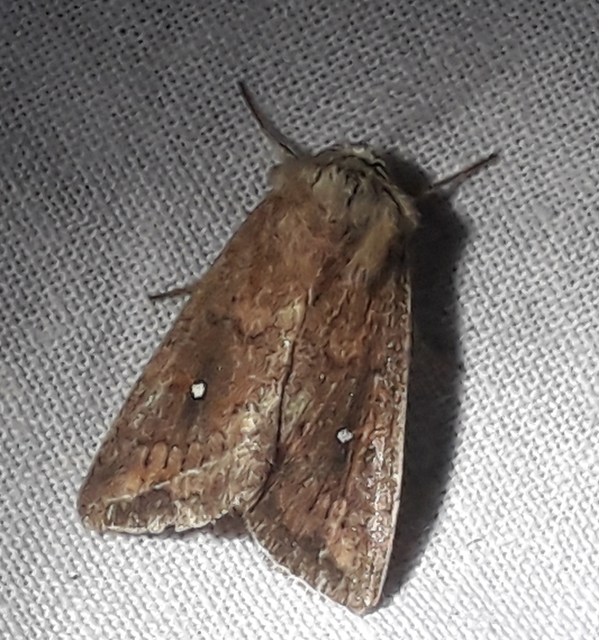 Mythimna albipuncta - fehérpettyes rétibagoly