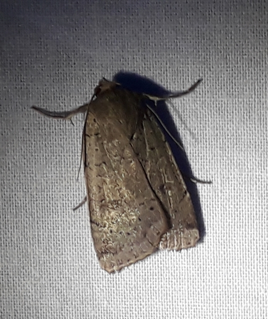 Noctua comes - kis sárgafűbagoly
