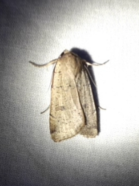 Noctua comes - kis sárgafűbagoly