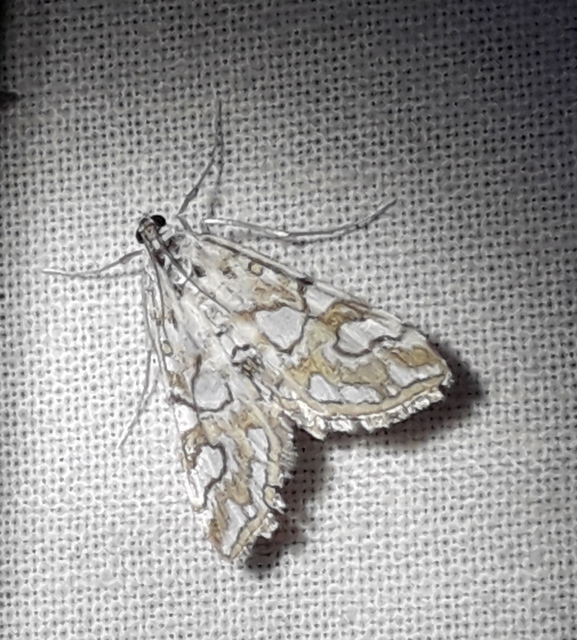 Elophila nymphaeata - tarka vízimoly