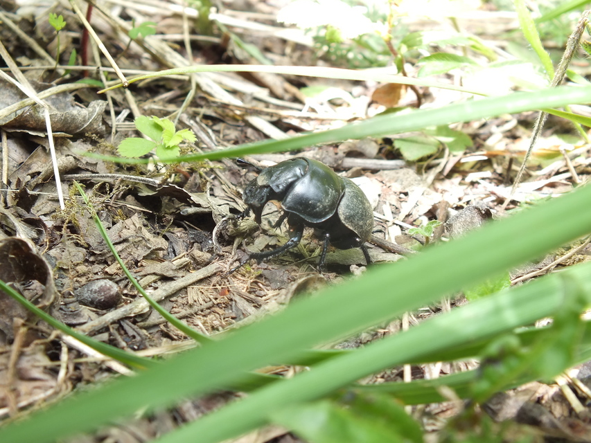Lethrus apterus - nagyfejű csajkó
