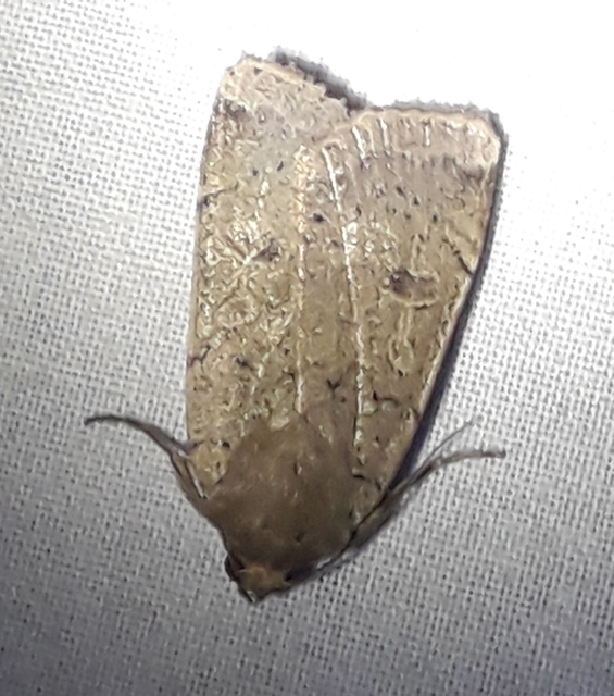Noctua comes - kis sárgafűbagoly