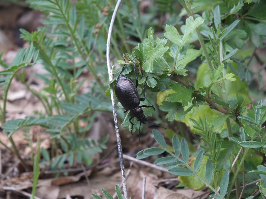 Calosoma inquisitor - kis bábrabló