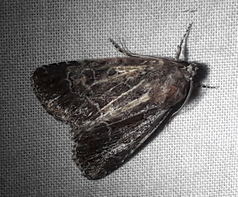 Thalpophila matura - fakó erdeibagoly