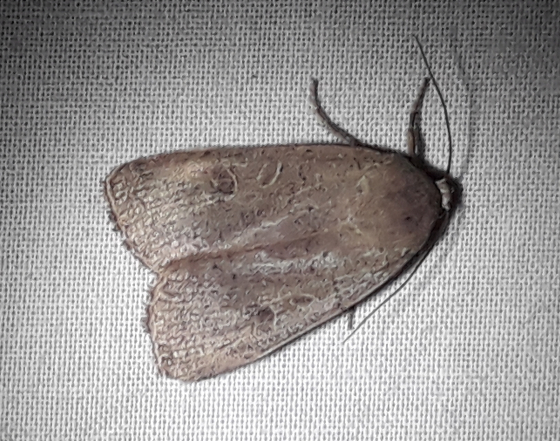 Noctua comes - kis sárgafűbagoly