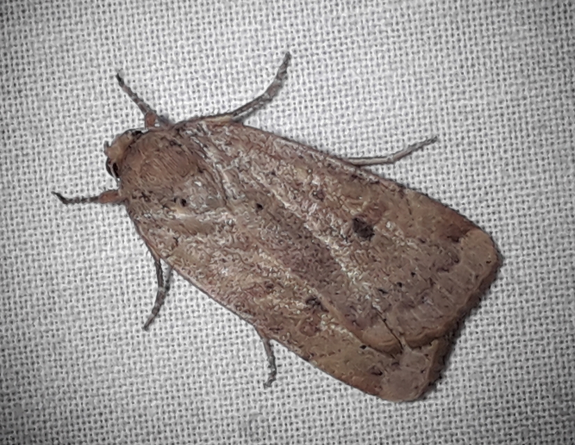 Noctua comes - kis sárgafűbagoly