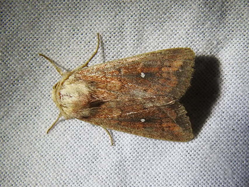 Mythimna albipuncta - fehérpettyes rétibagoly