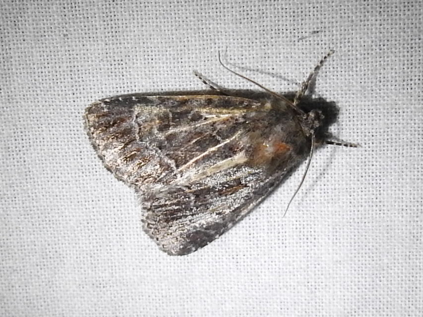 Thalpophila matura - fakó erdeibagoly